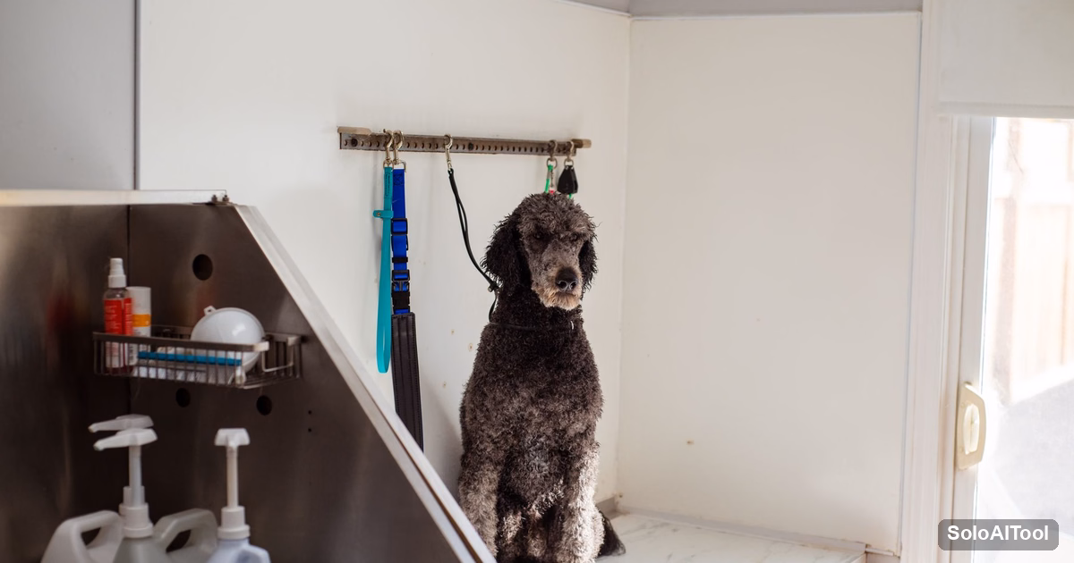 A gray standard poodle sitting calmly in a bright grooming salon next to grooming tools